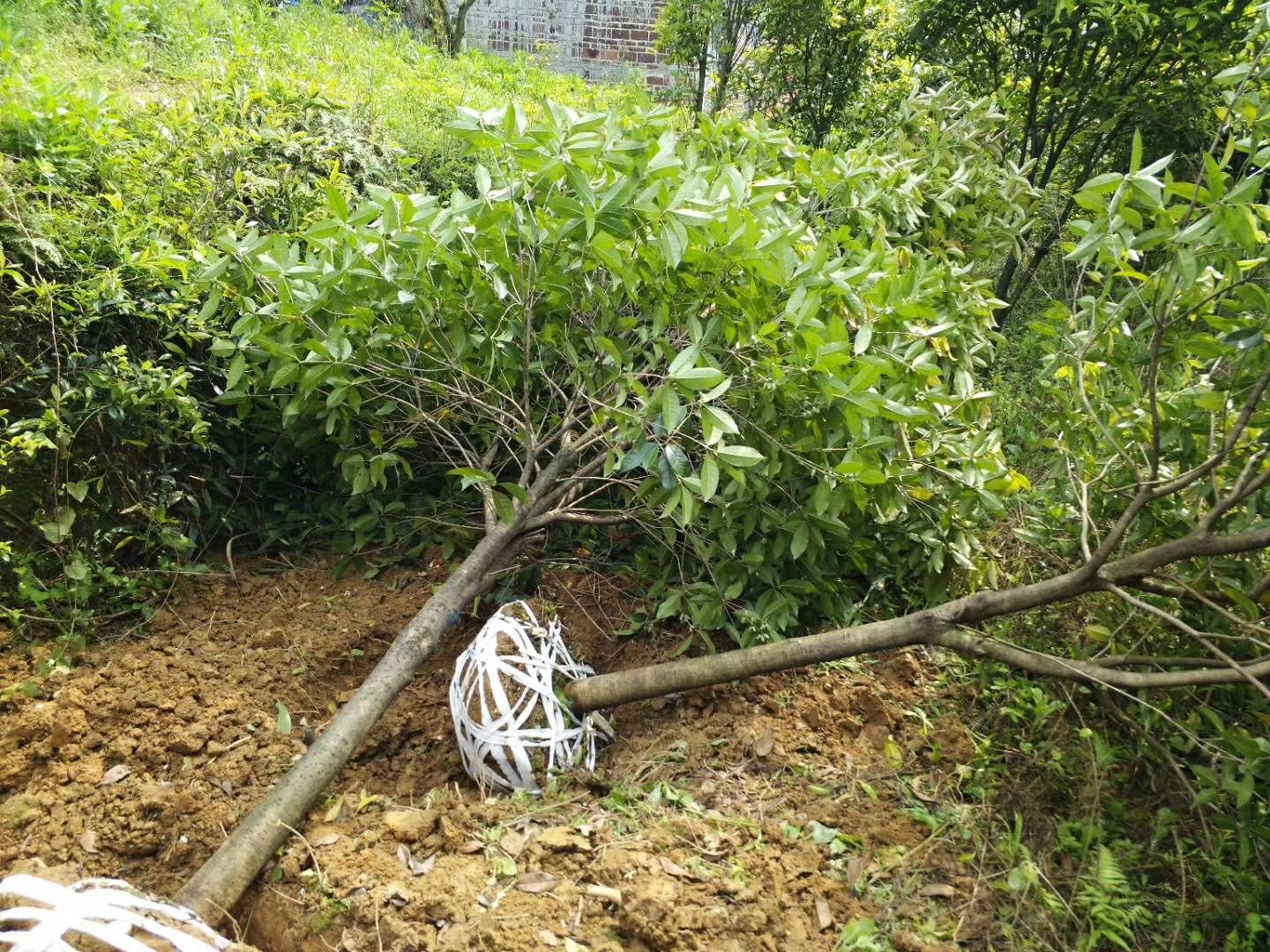 桂圆树冬季防寒措施