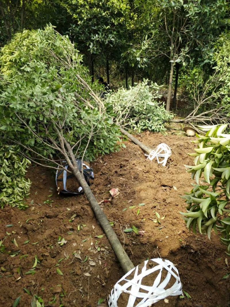 稀有品种速生金桂大树庭院绿化浓香型四季常青个人花园绿植产