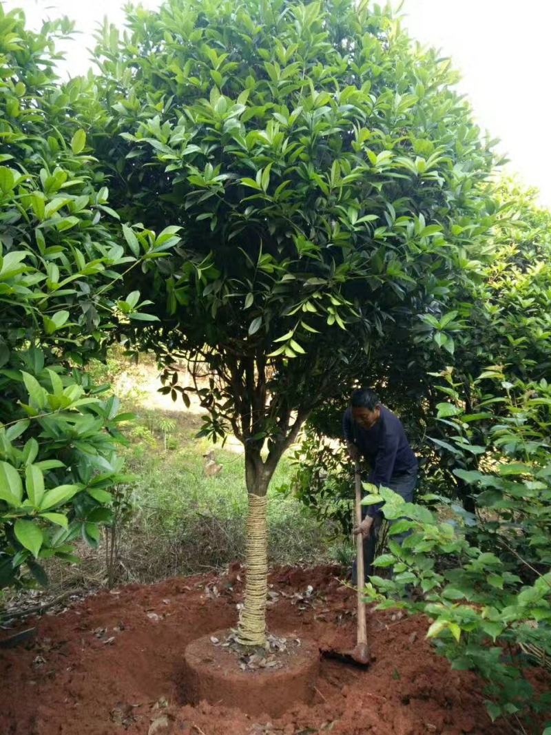 稀有品种速生金桂大树庭院绿化浓香型四季常青个人花园绿植产