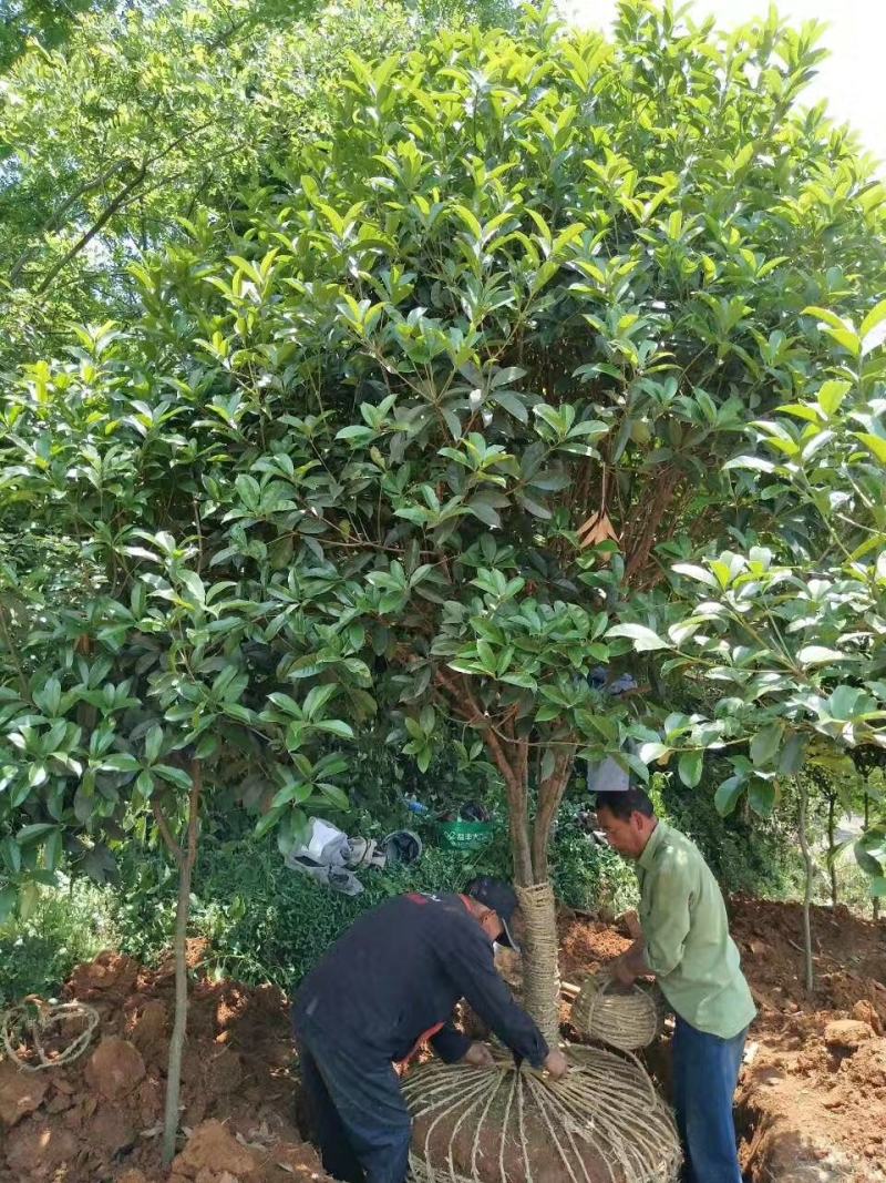 稀有品种速生金桂大树庭院绿化浓香型四季常青个人花园绿植产