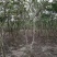 海南黄花梨树5公分至十公分