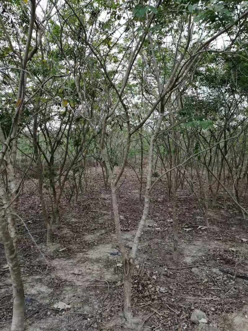 海南黄花梨树5公分至十公分