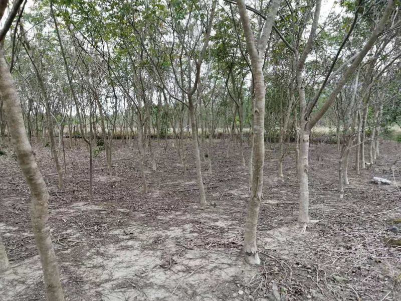 海南黄花梨树5公分至十公分