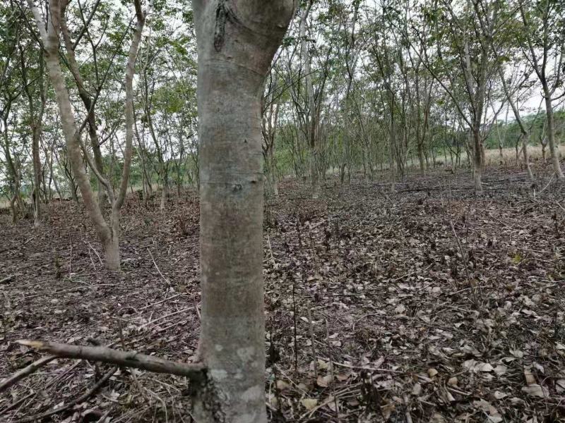 海南黄花梨树5公分至十公分