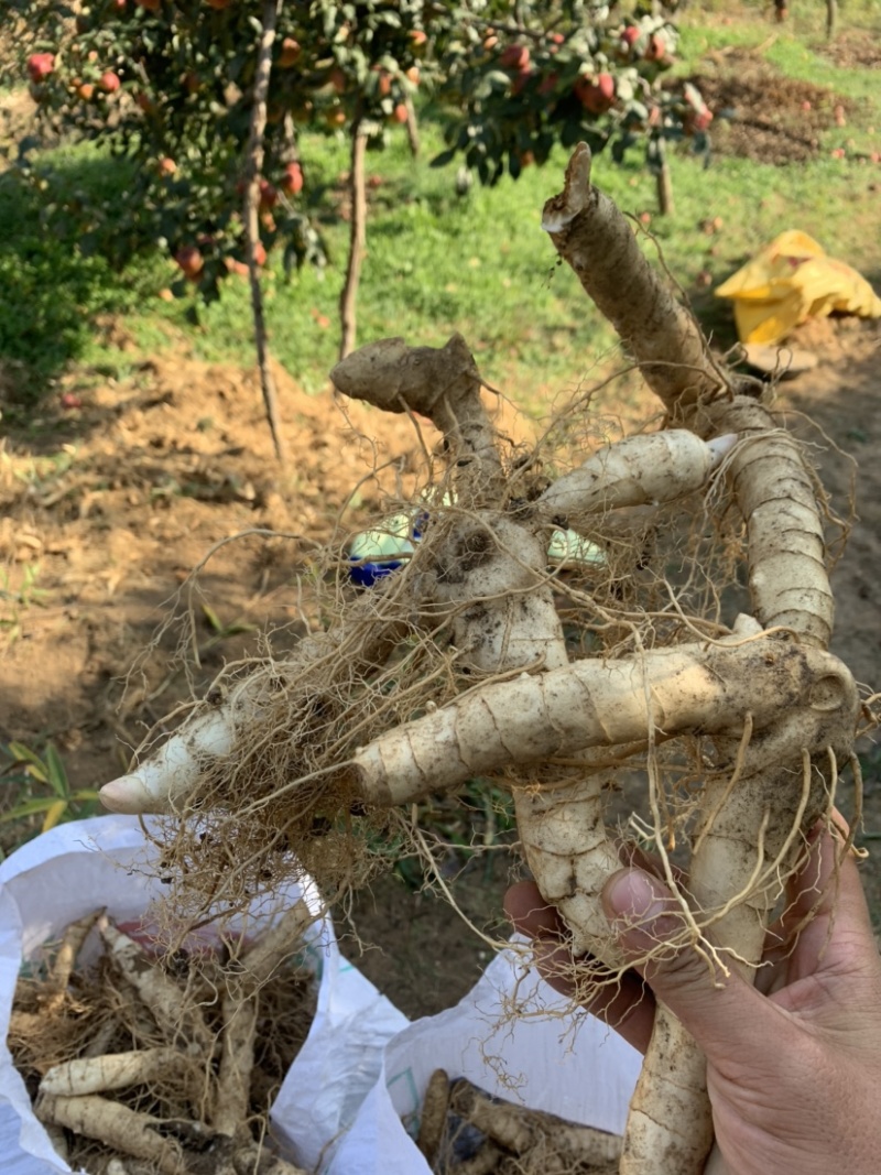 鸡头黄精，东北甜筒货