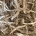 鸡头黄精，东北甜筒货