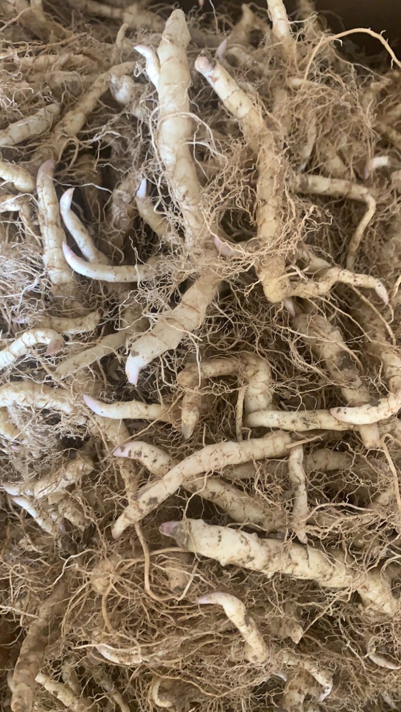 鸡头黄精，东北甜筒货