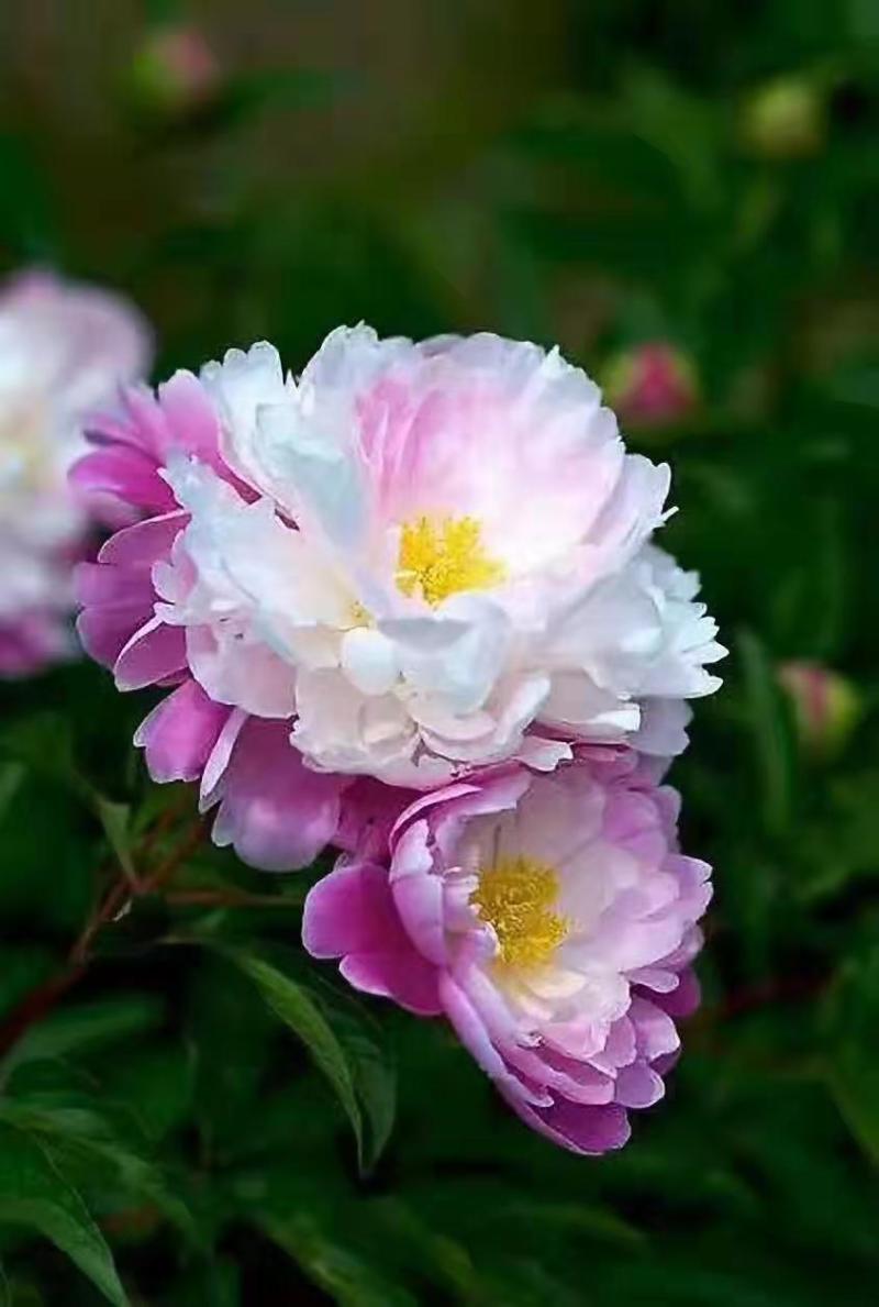 精品芍药花苗基地直销现挖现发保质保量