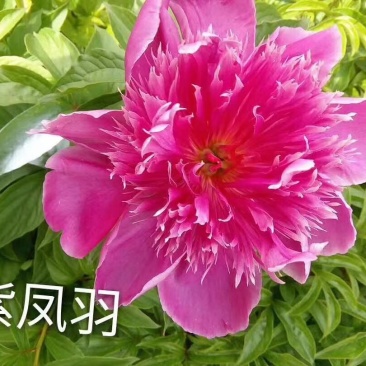 精品芍药花苗基地直销现挖现发保质保量
