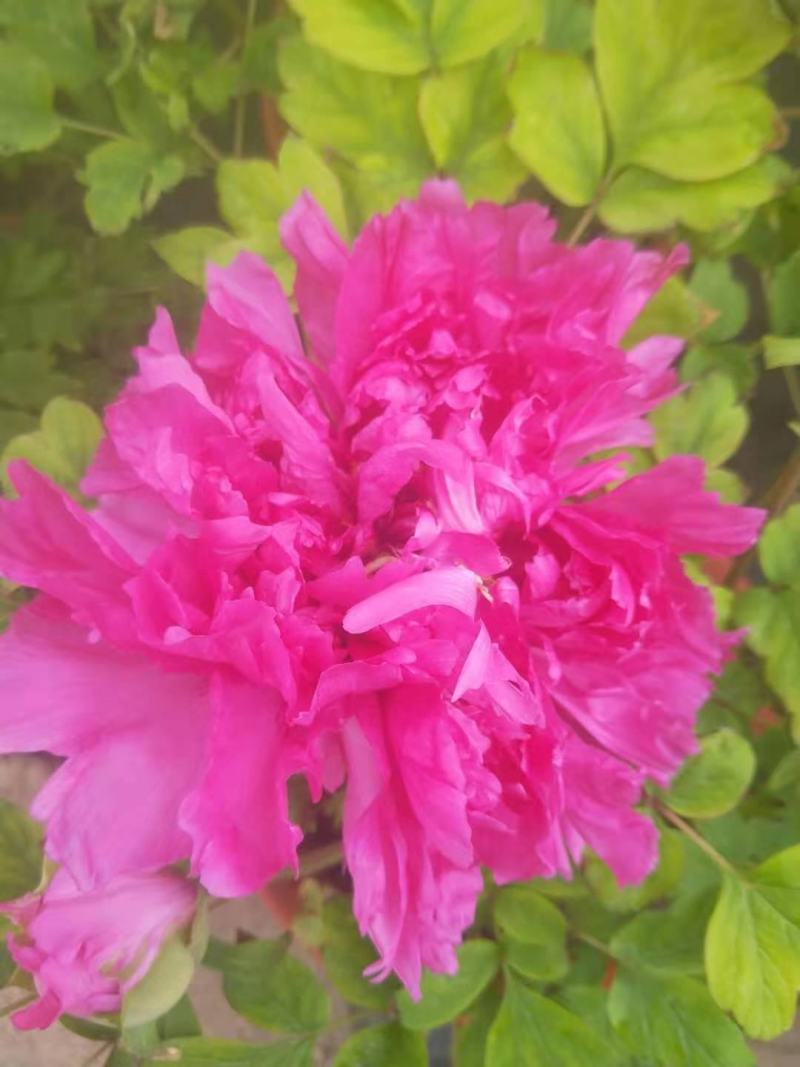 精品芍药花苗基地直销现挖现发保质保量