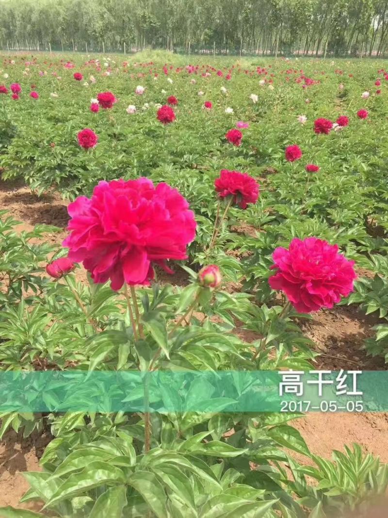 精品芍药花苗基地直销现挖现发保质保量