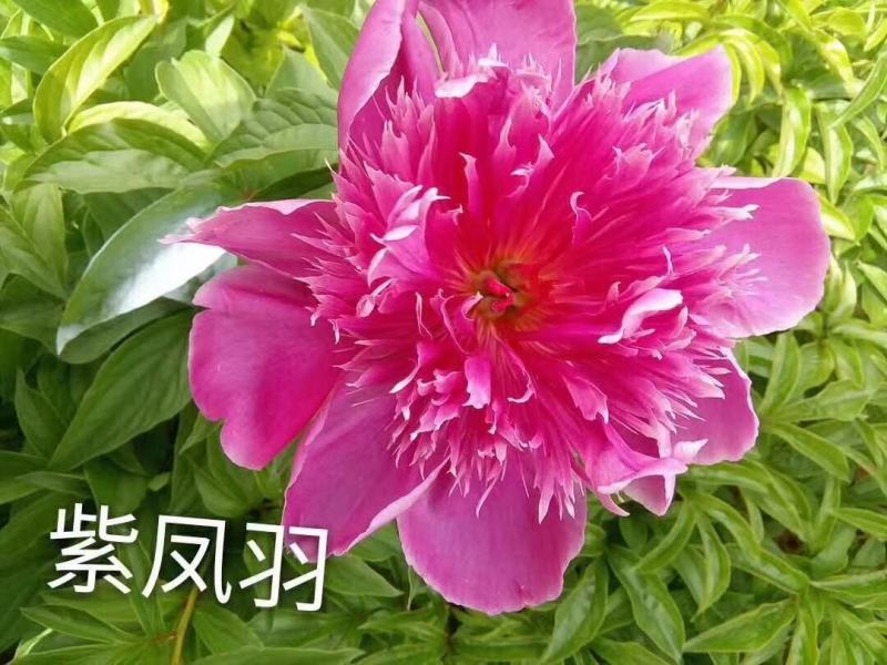 精品芍药花苗基地直销现挖现发保质保量
