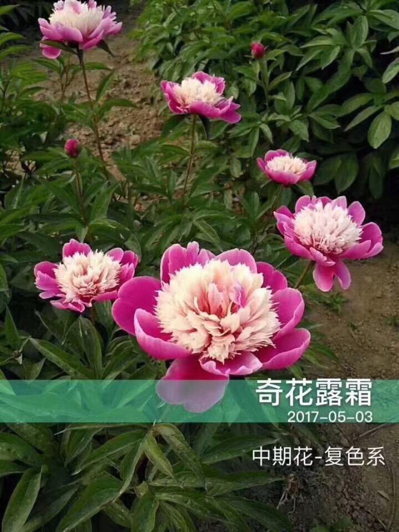 精品芍药花苗基地直销现挖现发保质保量
