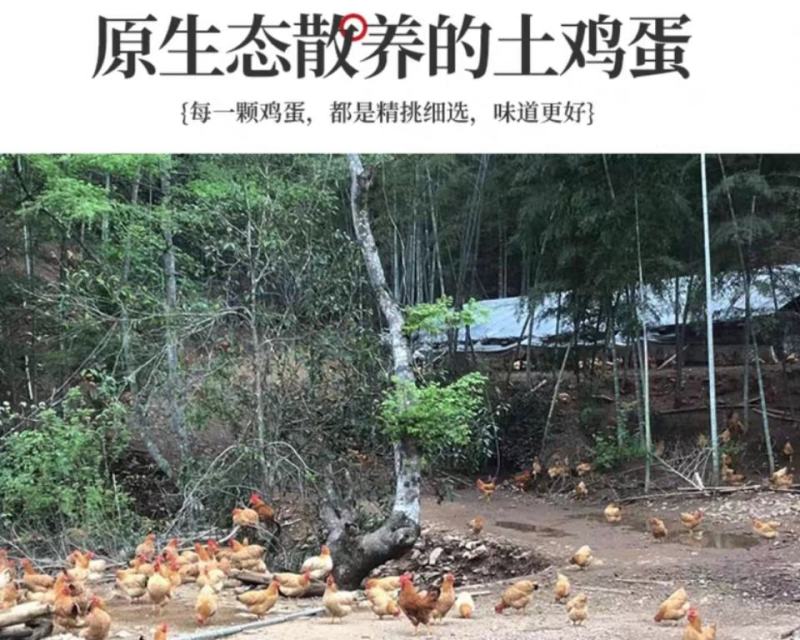 【38斤多】南太行农家土鸡蛋蛋黄浓稠，无中间商。
