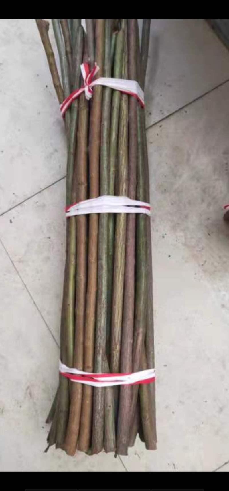无刺蔷薇杆现剪基地直供预订中…年出十万支以上