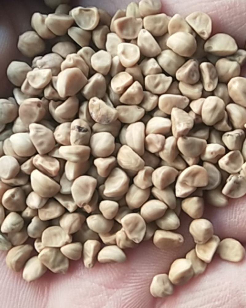 出售新产白丑种子牵牛花种子花卉种子多年生