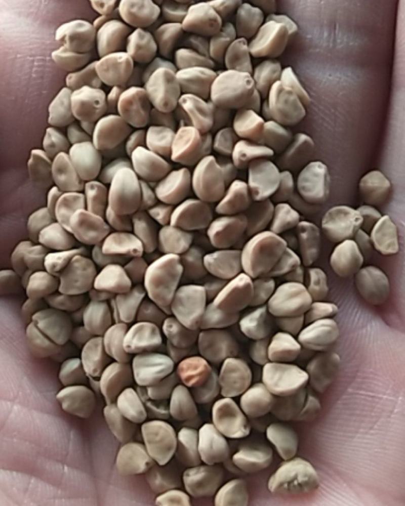 出售新产白丑种子牵牛花种子花卉种子多年生