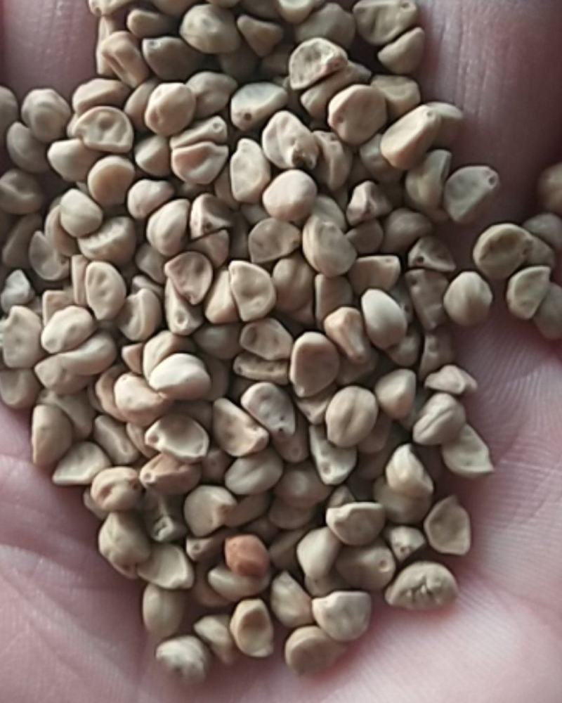 出售新产白丑种子牵牛花种子花卉种子多年生