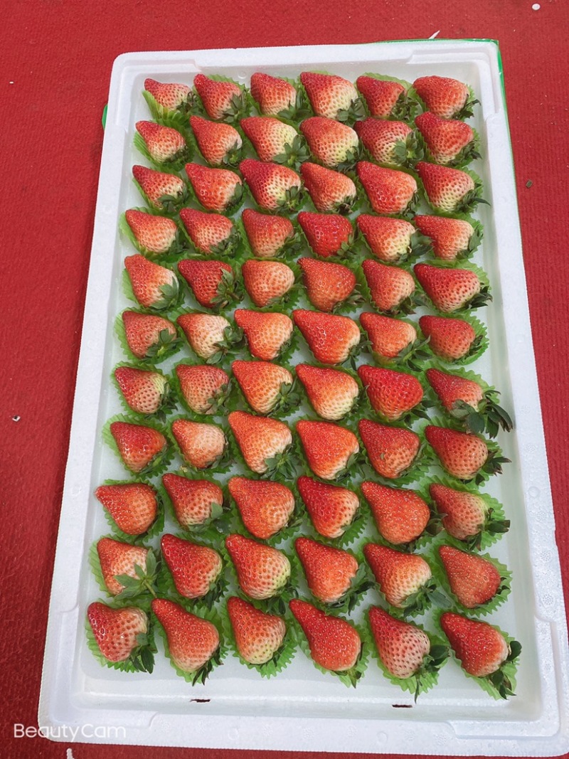 🍓丹东红颜草莓欢迎全国代理，商超批发商对接，欢迎电话联系