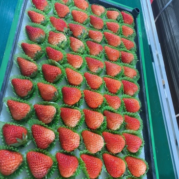 🍓丹东红颜草莓欢迎全国代理，商超批发商对接，欢迎电话联系