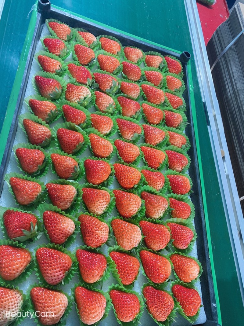 🍓丹东红颜草莓欢迎全国代理，商超批发商对接，欢迎电话联系