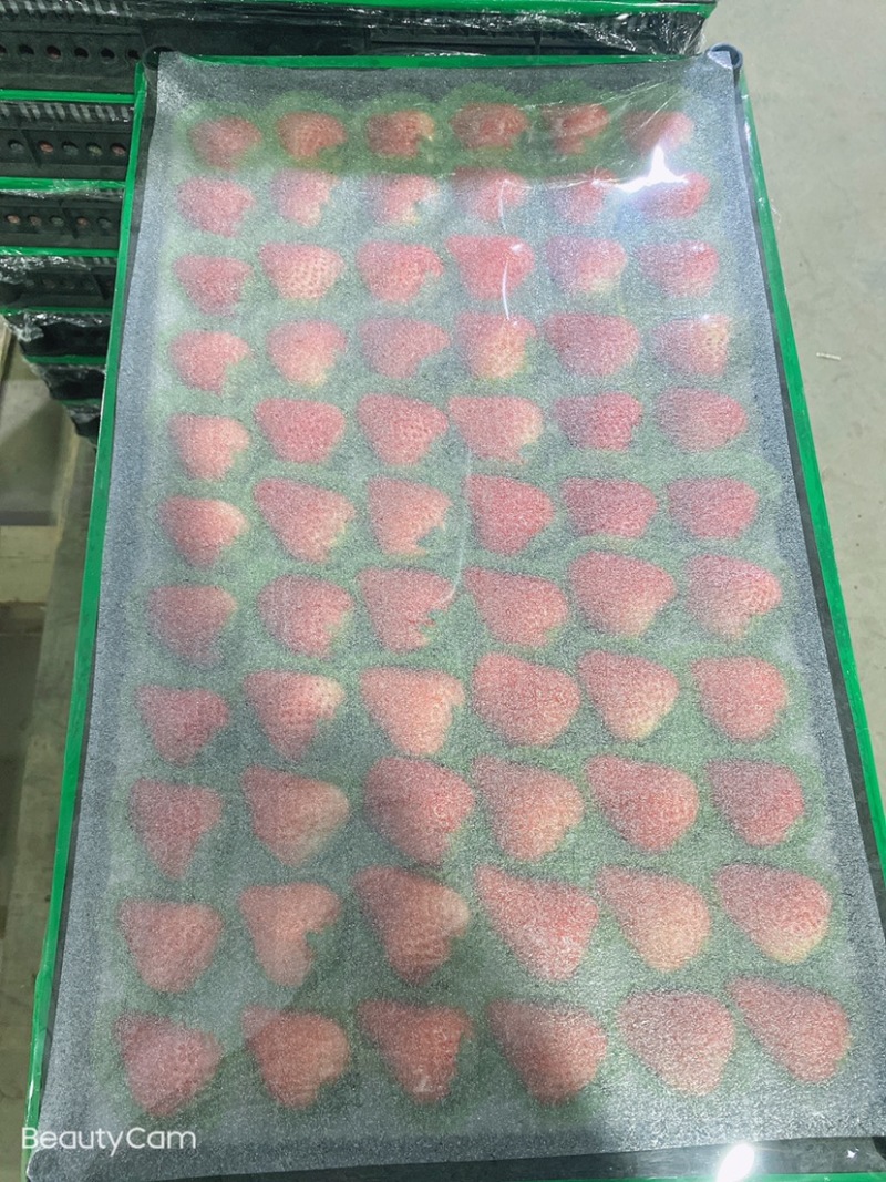 🍓丹东红颜草莓欢迎全国代理，商超批发商对接，欢迎电话联系