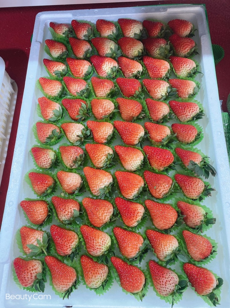 🍓丹东红颜草莓欢迎全国代理，商超批发商对接，欢迎电话联系