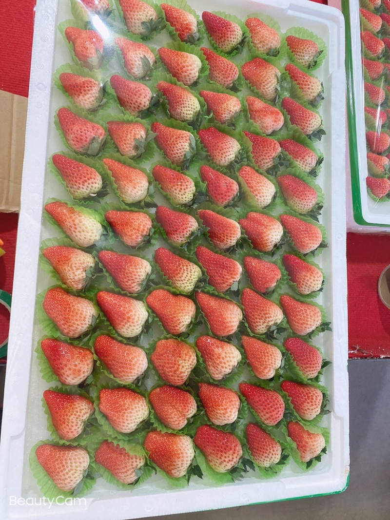 🍓丹东红颜草莓欢迎全国代理，商超批发商对接，欢迎电话联系