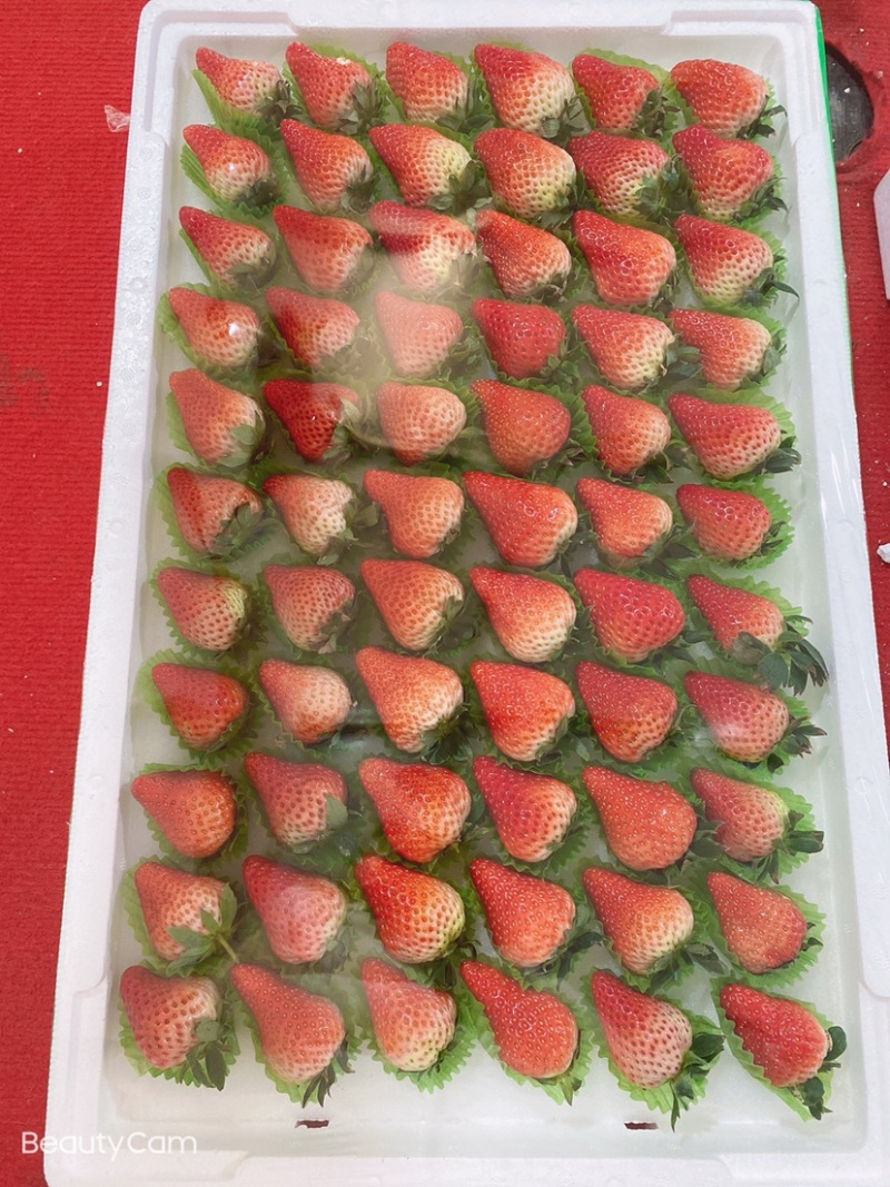 🍓丹东红颜草莓欢迎全国代理，商超批发商对接，欢迎电话联系