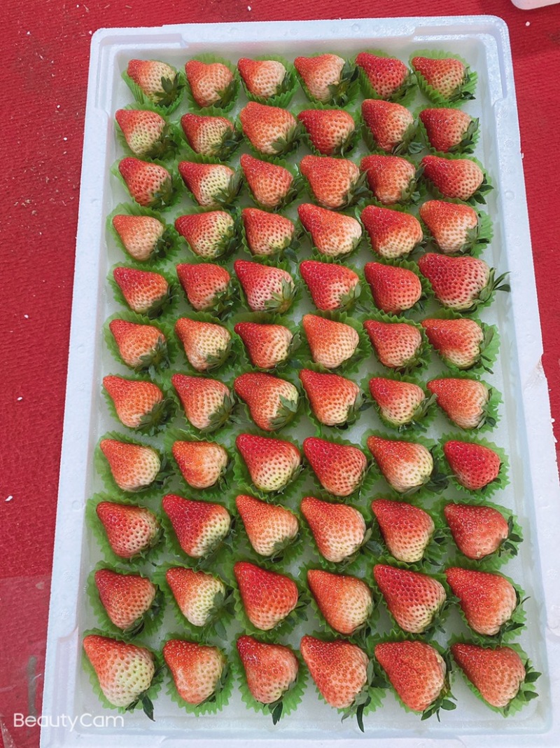 🍓丹东红颜草莓欢迎全国代理，商超批发商对接，欢迎电话联系
