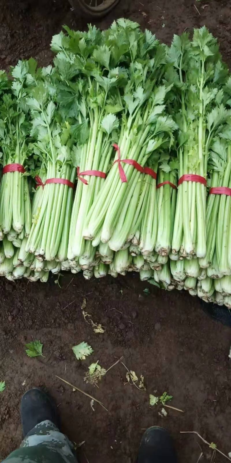 本地芹菜，西芹，铁杆售卖中，欢迎您来选购