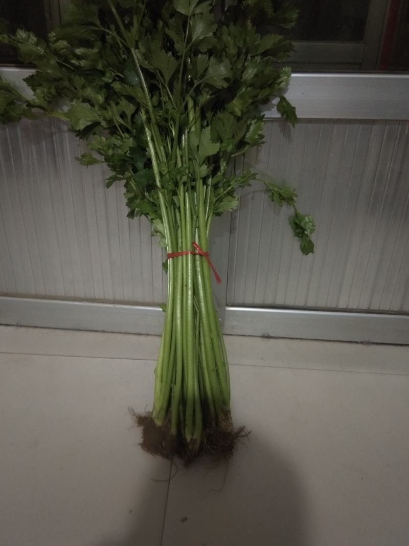 本地芹菜，西芹，铁杆售卖中，欢迎您来选购
