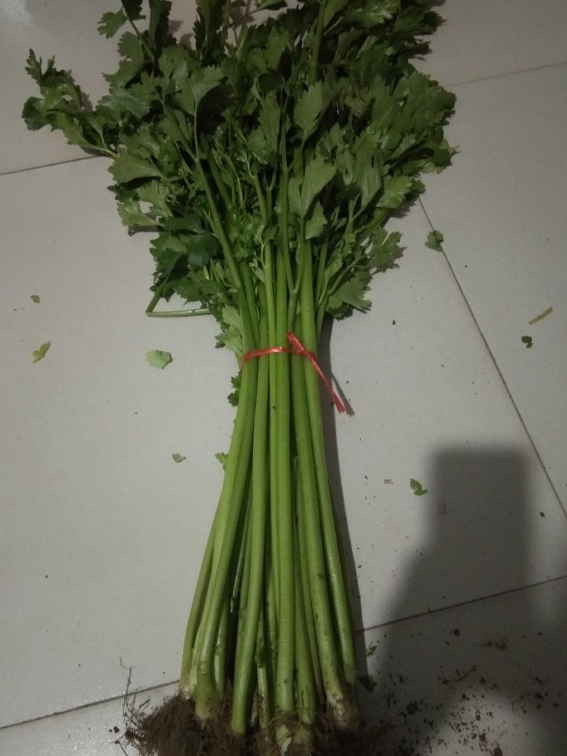 本地芹菜，西芹，铁杆售卖中，欢迎您来选购