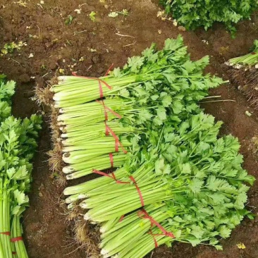 本地芹菜，西芹，铁杆售卖中，欢迎您来选购