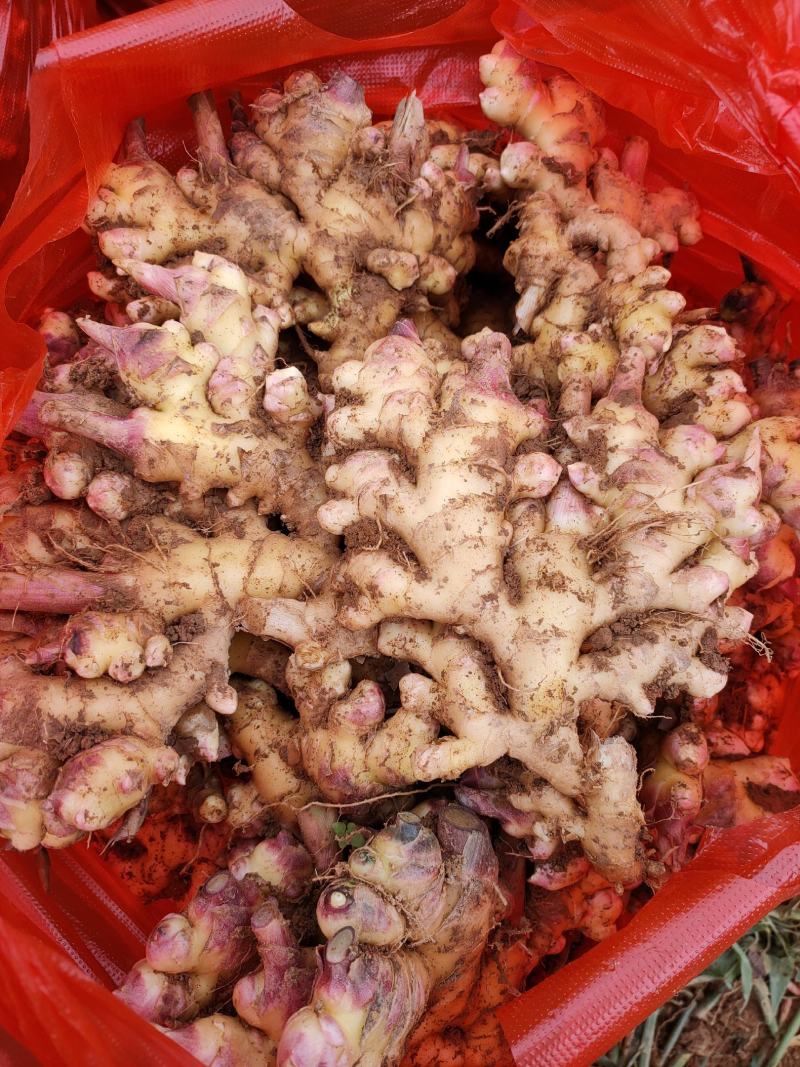 云南小黄姜菜姜姜种有货