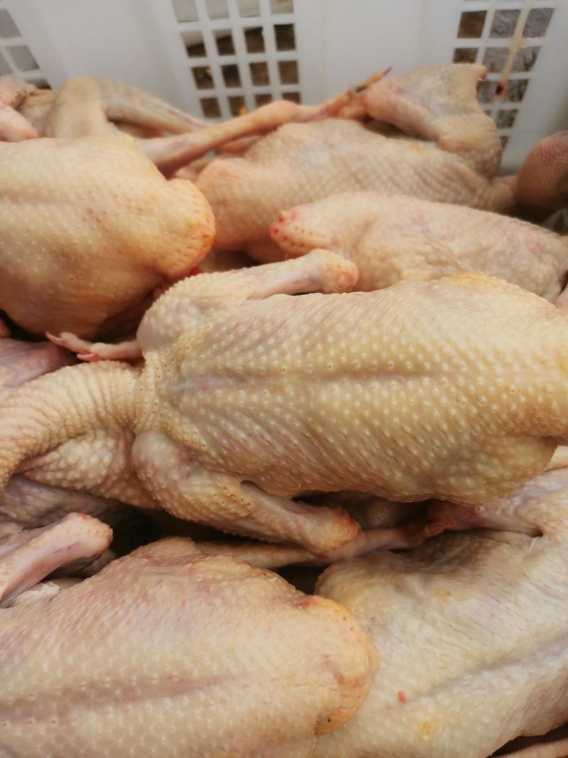 【纯粮食】白条鸽现杀现卖5两至9两任你选全场惊爆价