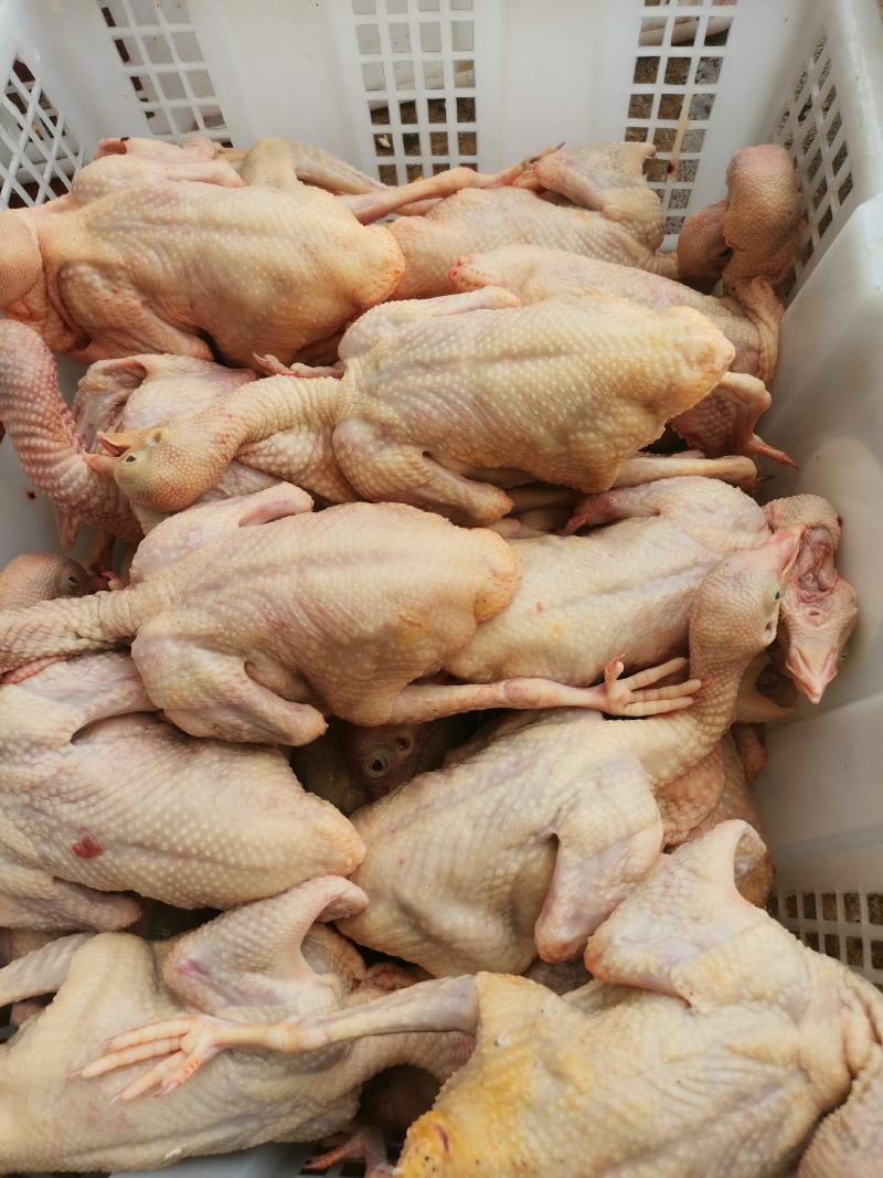 【纯粮食】白条鸽现杀现卖5两至9两任你选全场惊爆价