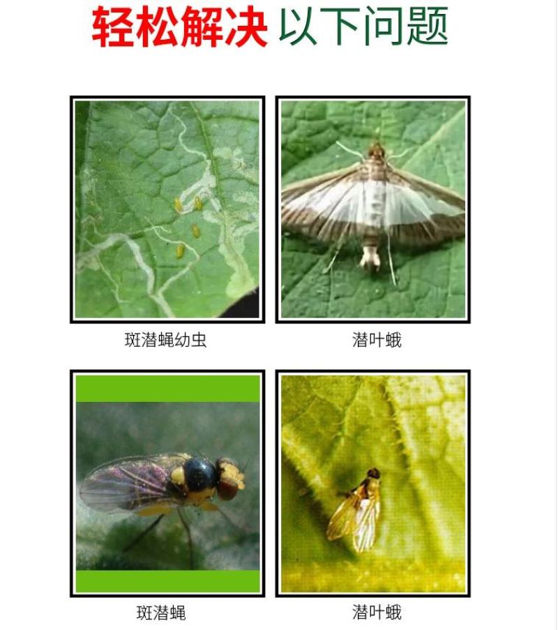 潜施宝阿维灭蝇胺美洲斑潜蝇潜叶蝇杀虫杀卵杀虫剂