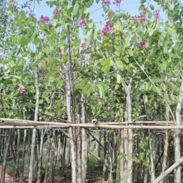 红花紫荆，，红花洋蹄甲3公分-7-12分，