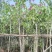 红花紫荆，，红花洋蹄甲3公分-7-12分，