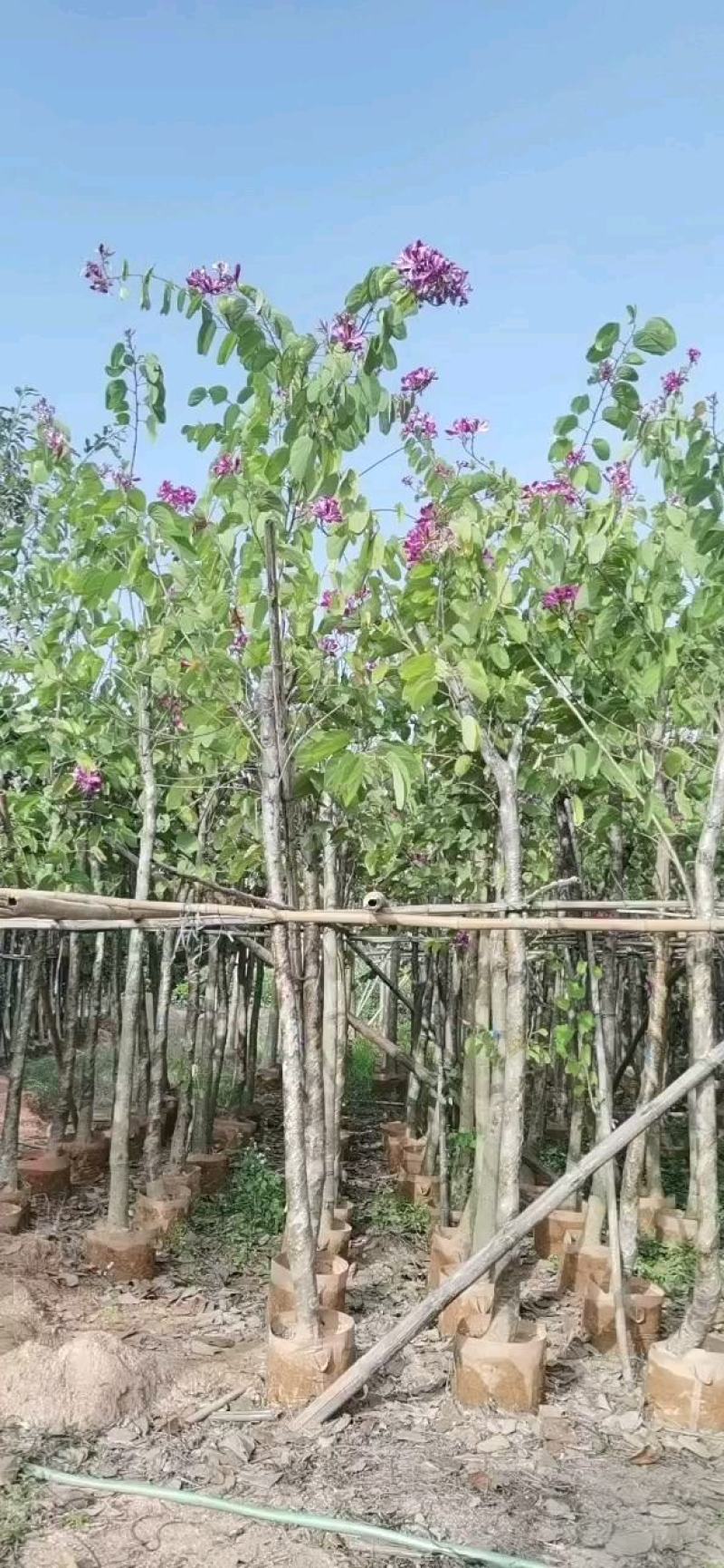 红花紫荆，，红花洋蹄甲3公分-7-12分，