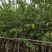 红花紫荆，，红花洋蹄甲3公分-7-12分，