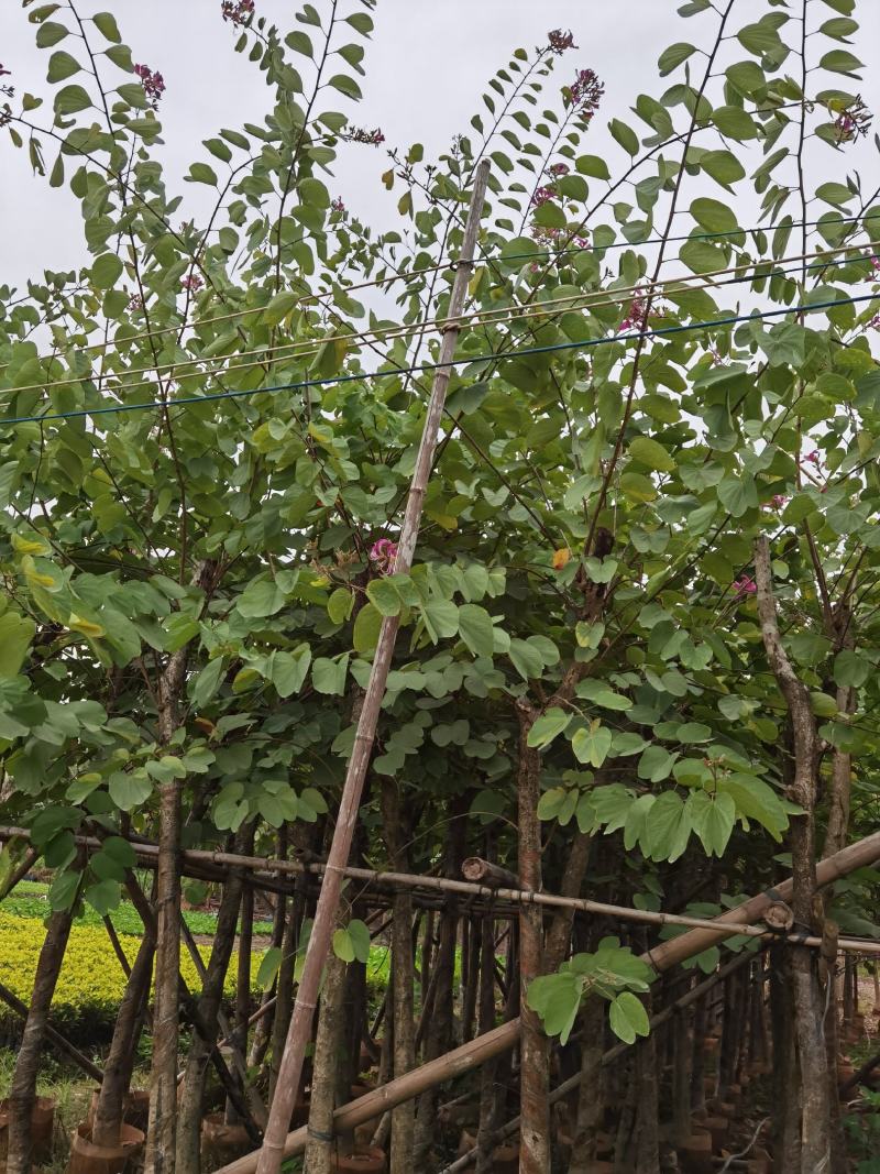 红花紫荆，，红花洋蹄甲3公分-7-12分，