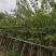 红花紫荆，，红花洋蹄甲3公分-7-12分，