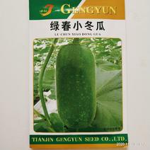 青皮小冬瓜种子早熟品种青皮青绿色品种种子
