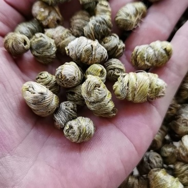 林下种植加工，紫皮枫斗，无农药***生长！