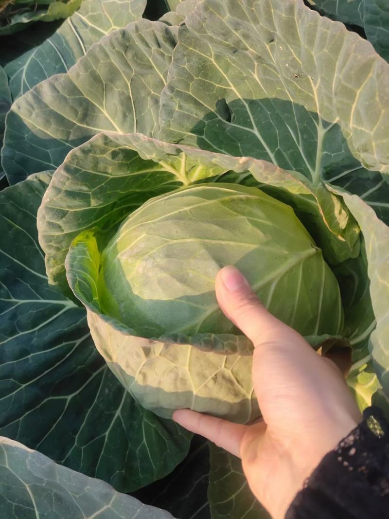【好货推荐】甘蓝，精品圆包菜，万亩产地直供一手货源