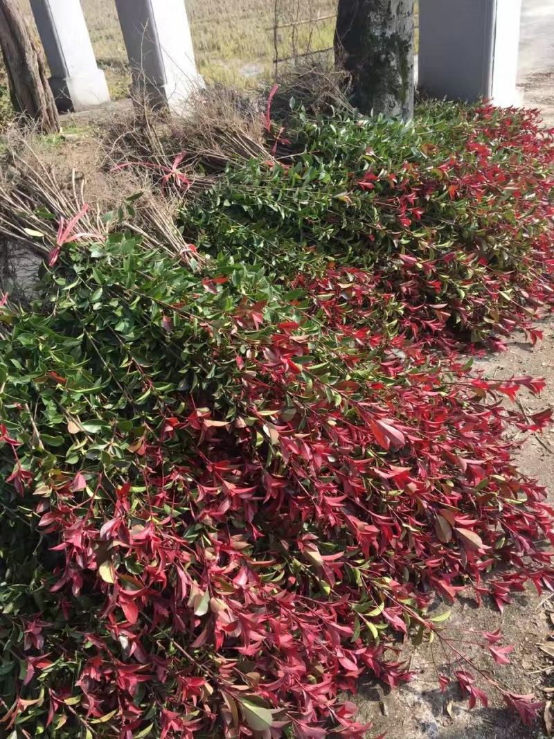 红叶石楠树苗四季常青庭院绿化苗木树苗红罗宾石楠花坛篱笆苗