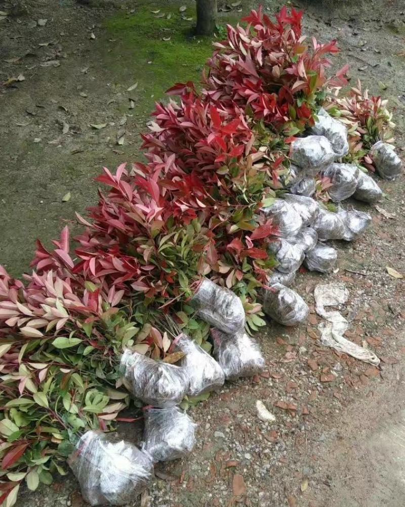 红叶石楠树苗四季常青庭院绿化苗木树苗红罗宾石楠花坛篱笆苗