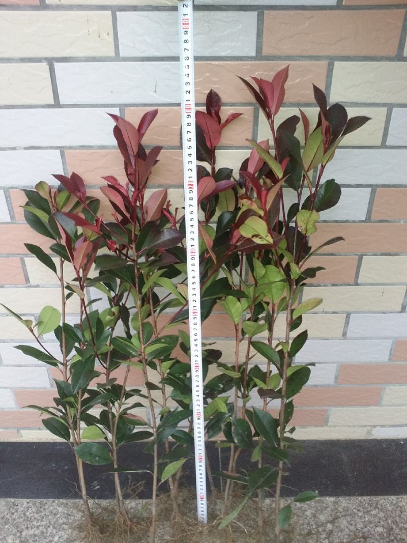 红叶石楠树苗四季常青庭院绿化苗木树苗红罗宾石楠花坛篱笆苗